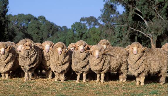 Brubeck - Siła Wełny Merino